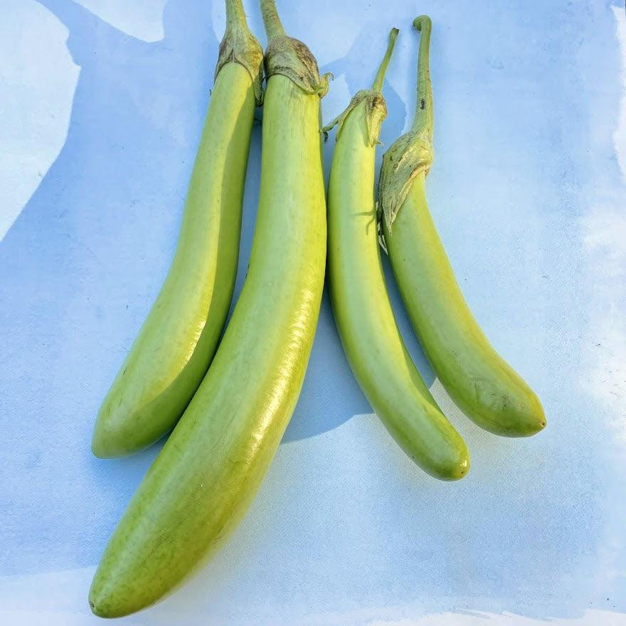EGG PLANT GREEN