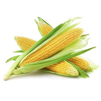 FRESH CORN