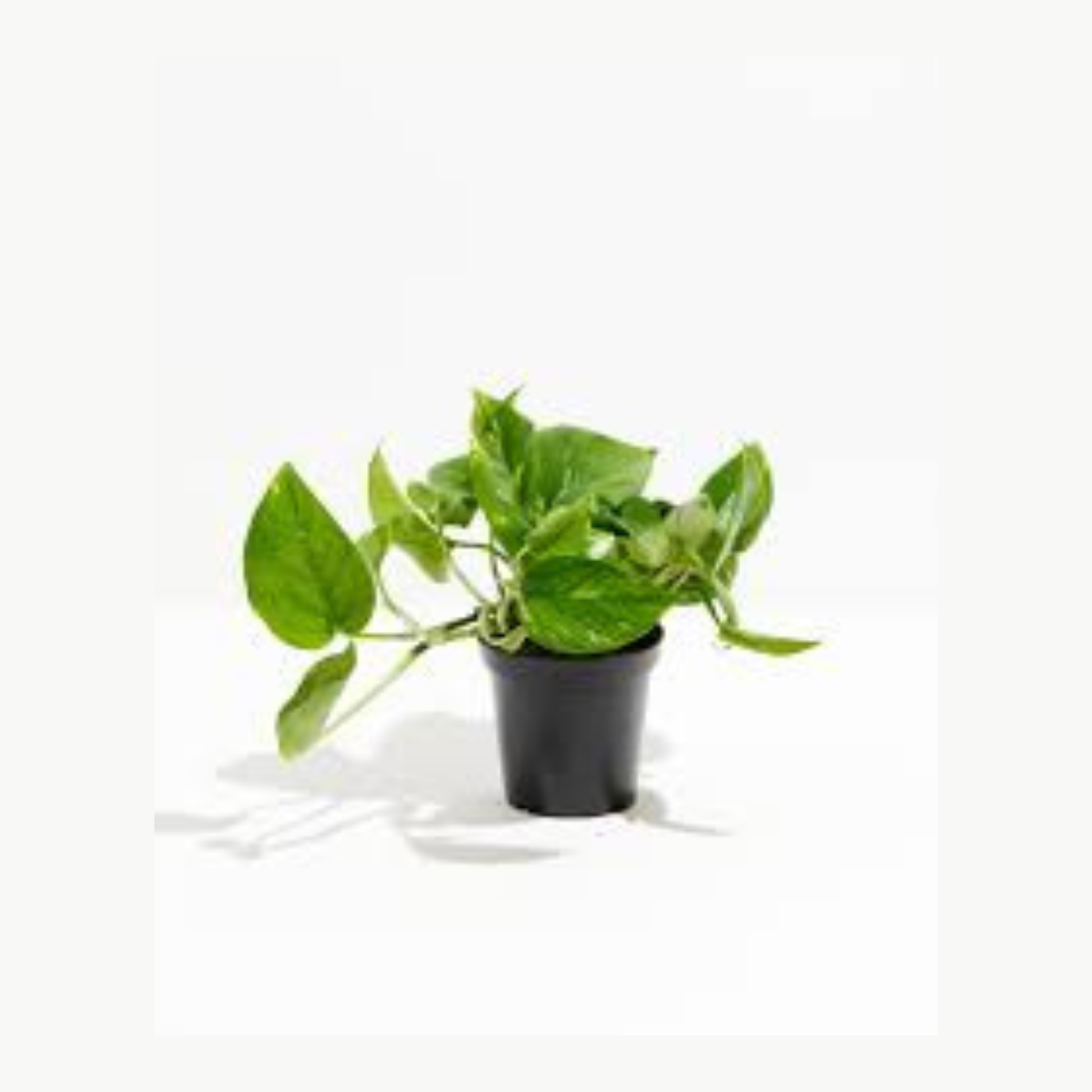 Money Plant Scindapsus Golden Pothos in Pot