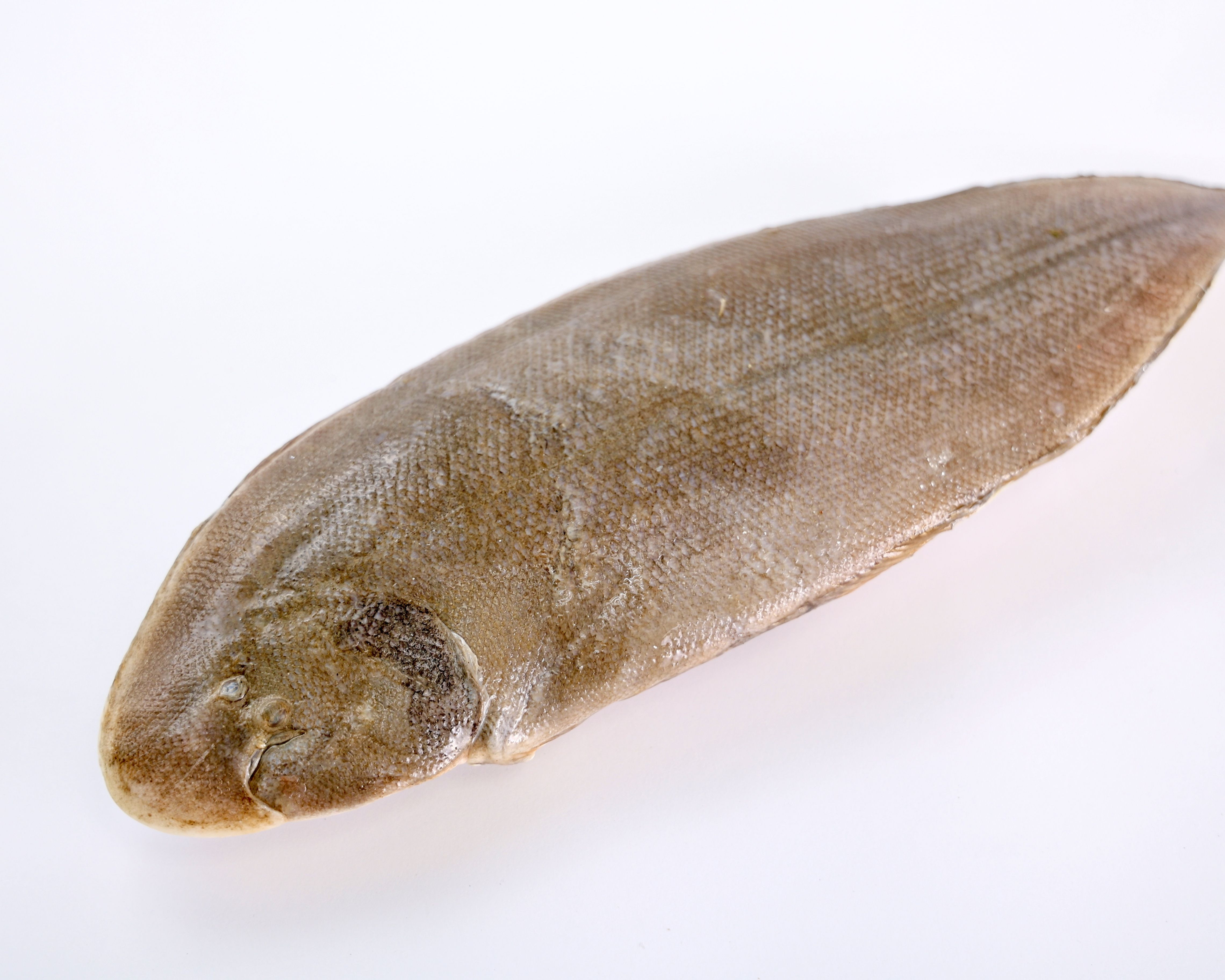Small Sole Fish
