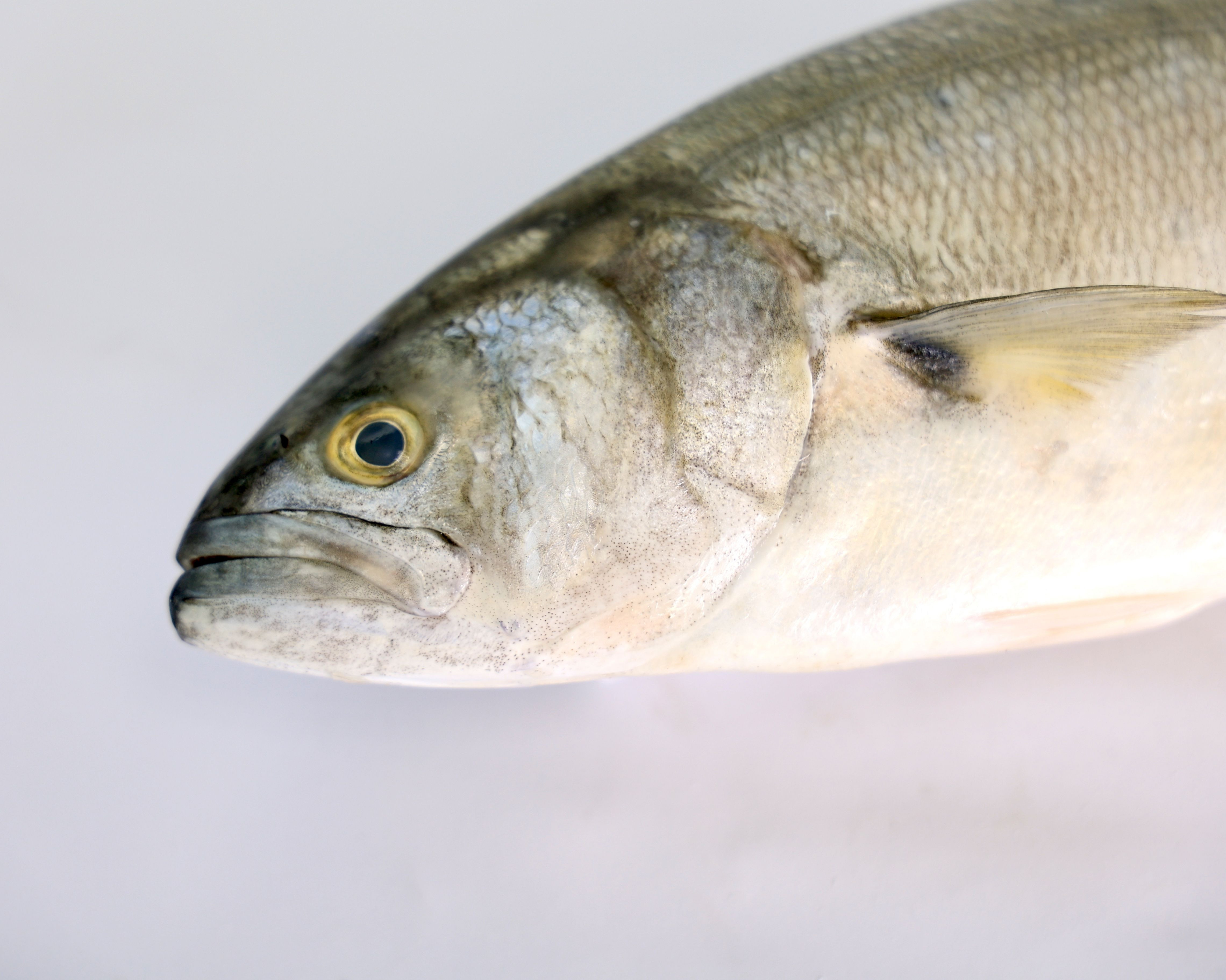  Taqwa Fish
