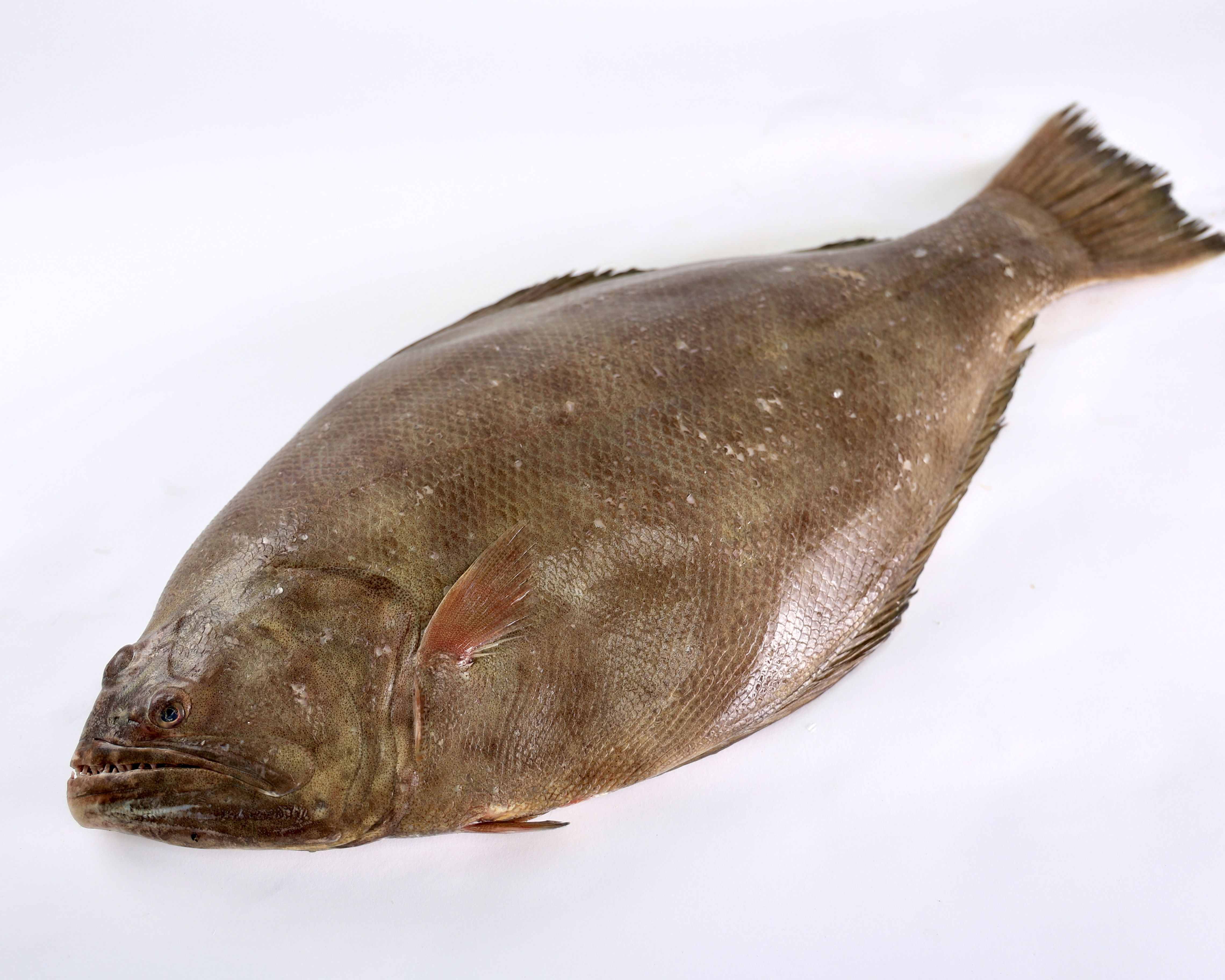 Large Sole Fish