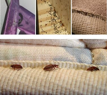 BED BUG KILLING POWDER