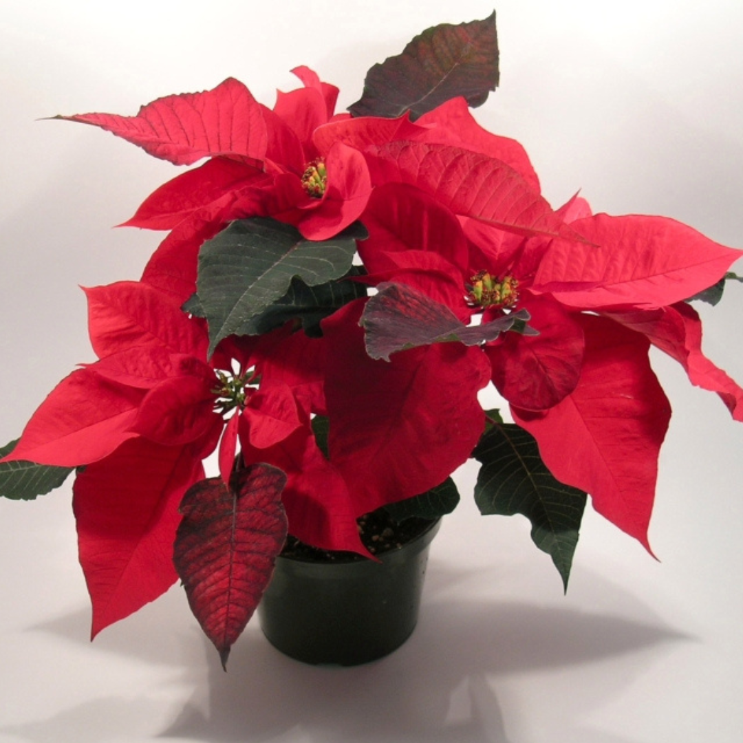 Poinsettia Flower Bunch Big Soft Petals