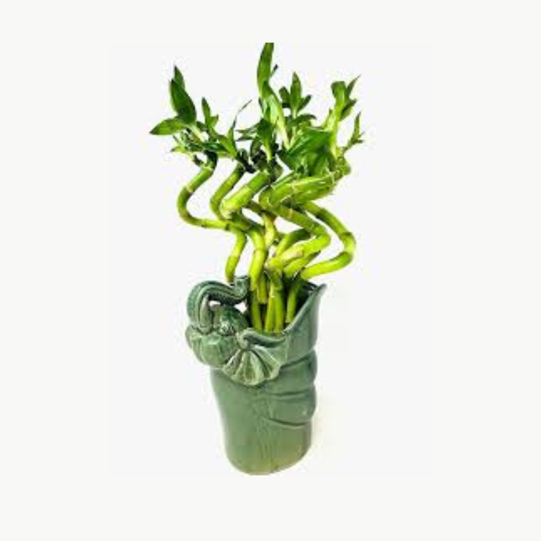 Lucky Bamboo Spiral Bundle Live Indoor Plant