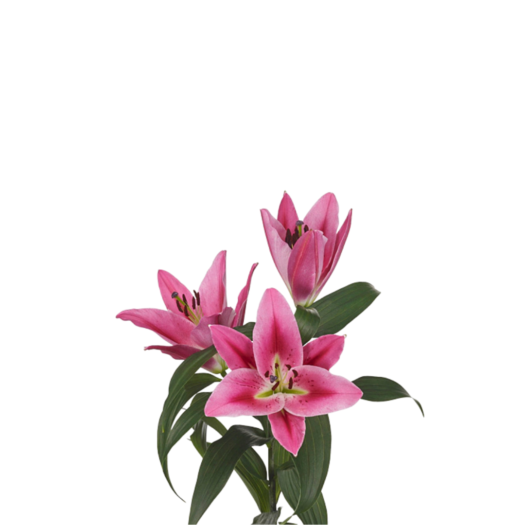 Lilium (OT-hybrids Grp) Labrador Pink Captive Fragrance