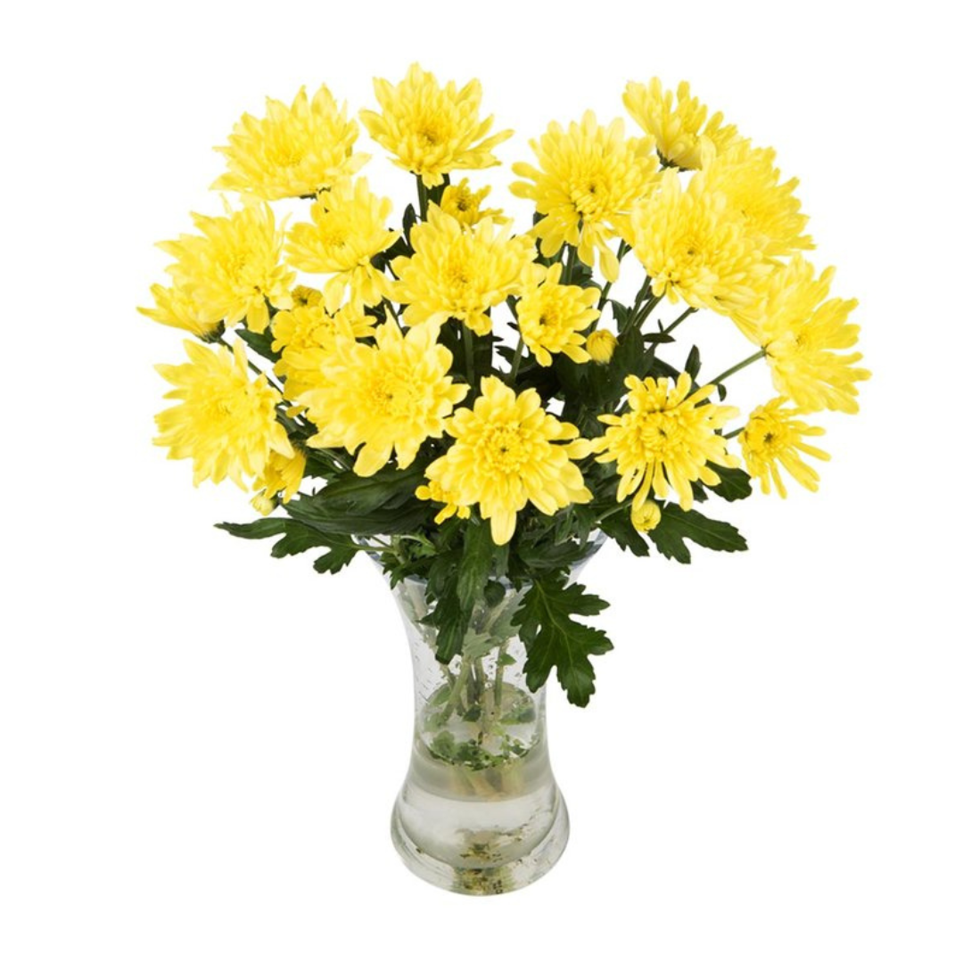 Chrysanthemum Zembla Yellow Flower Soft Petals