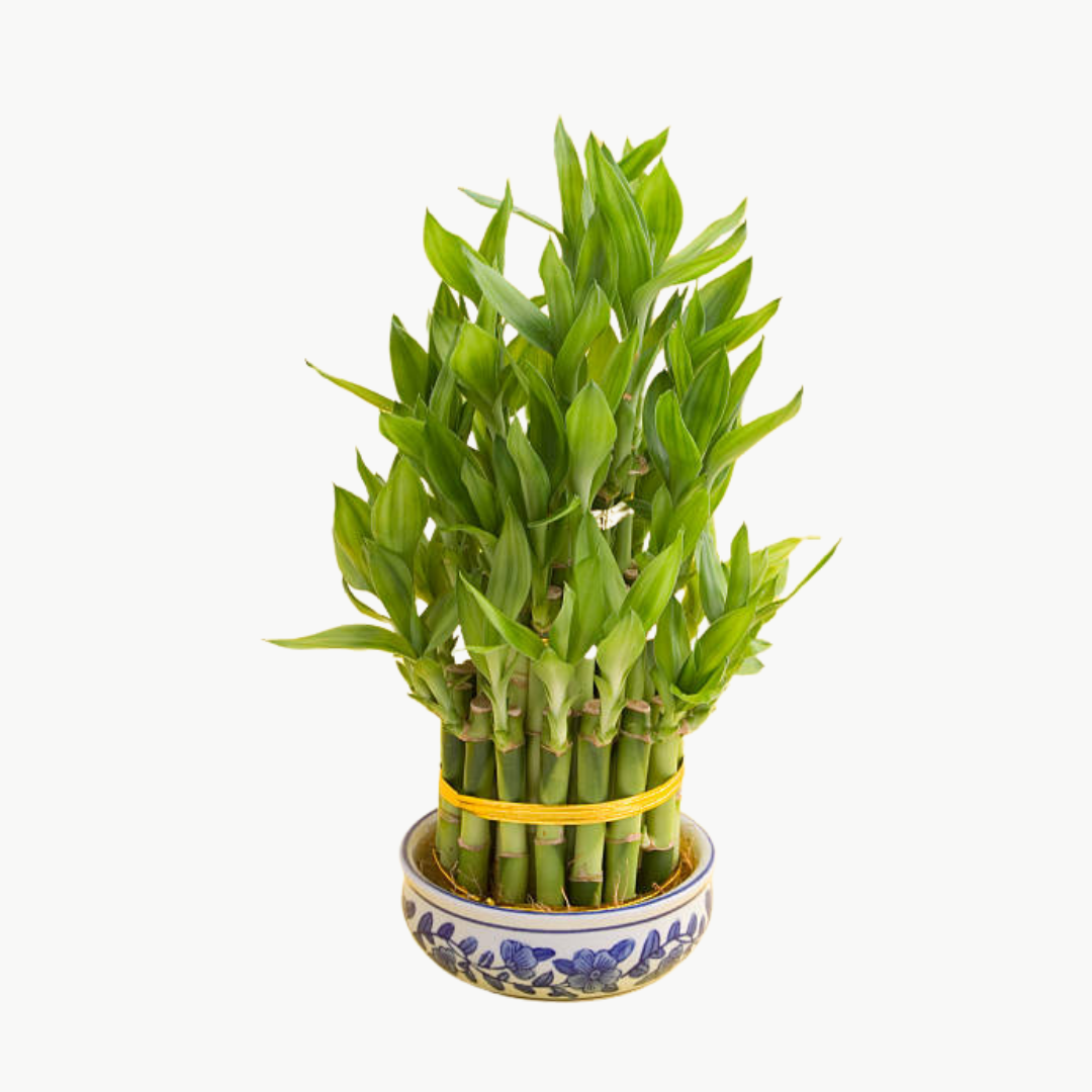 Lucky Bamboo 2 Layer Feng Shui Plant | Water Bamboo