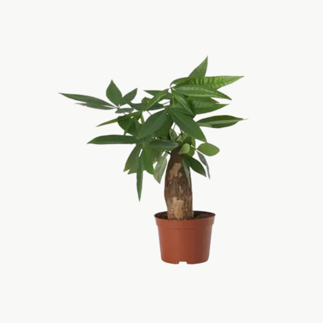 Pachira Aquatica Multi Stem Money tree Live Indoor Plant