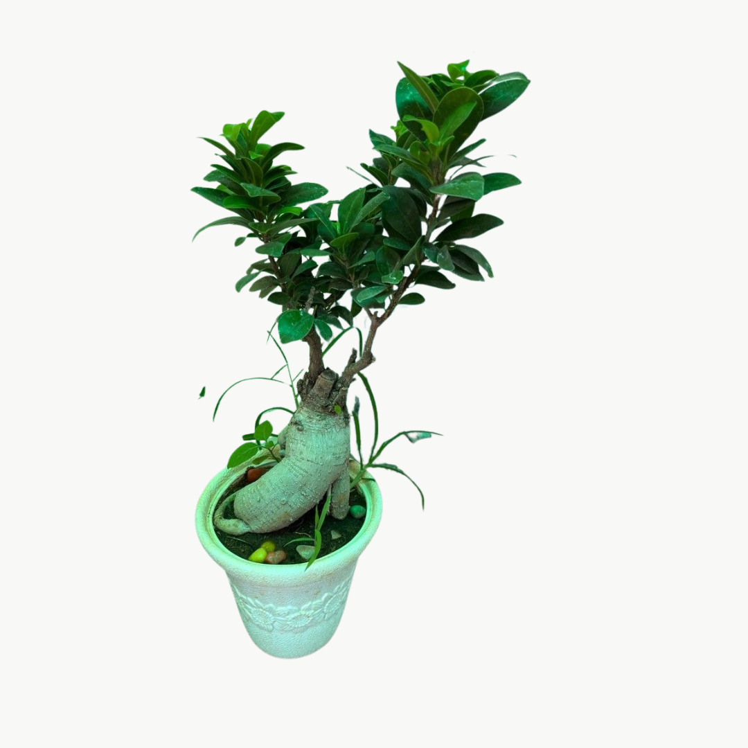 Ficus Microcarpa Bonsai Plant (Banyan or Laurel) Ginseng Bonsai