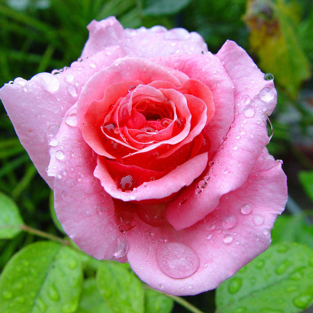 Beautiful Garden Single Wet Pink Rose