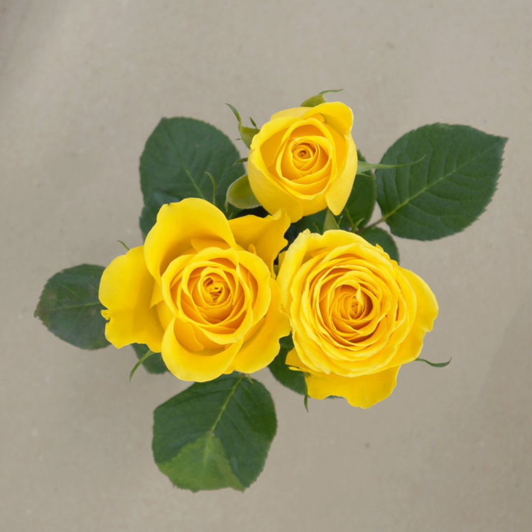 Bright Yellow Rose Flowers Soft Petals