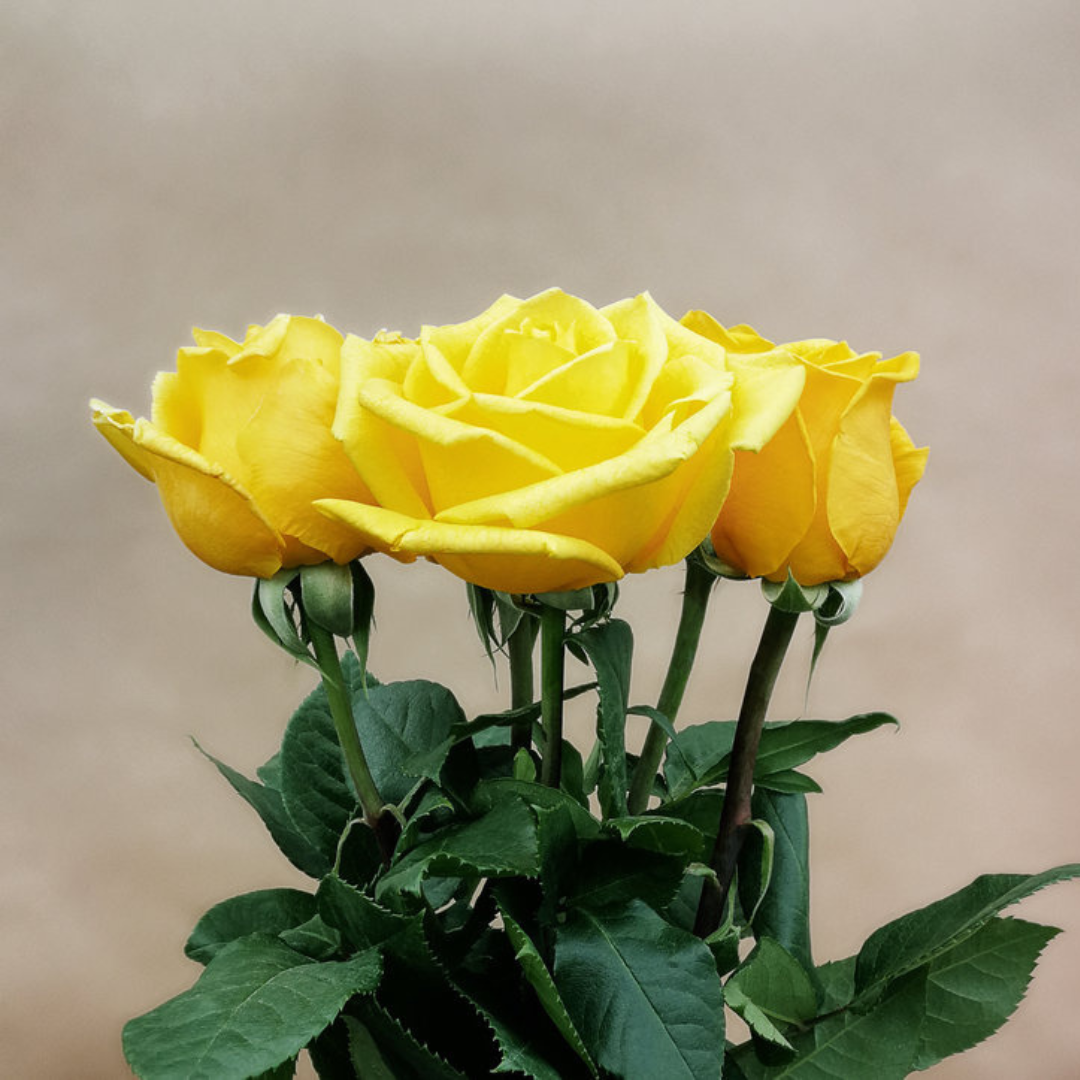 Fresh Flowers Yellow Rose