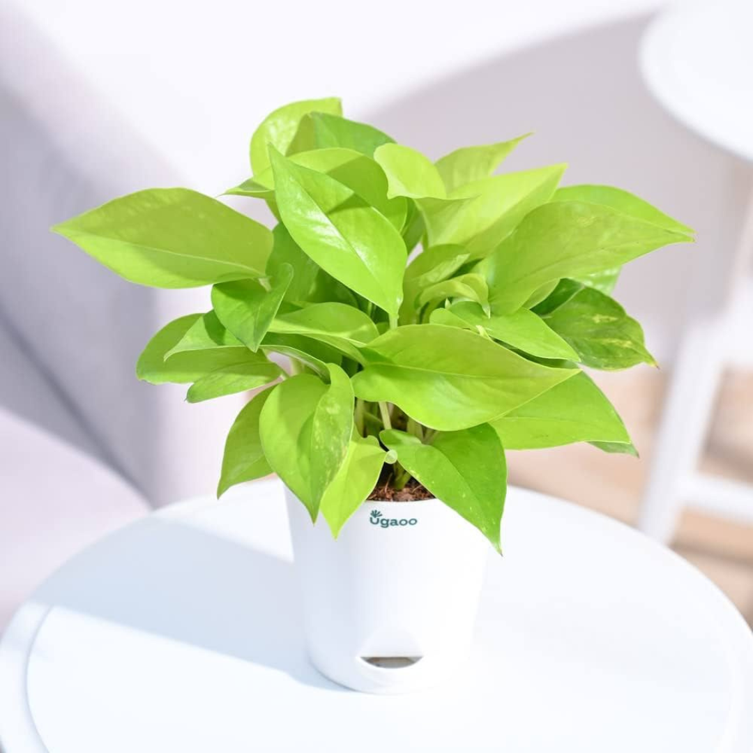 Nurturing Green Good Luck Golden Money Plant For Home & Indoor