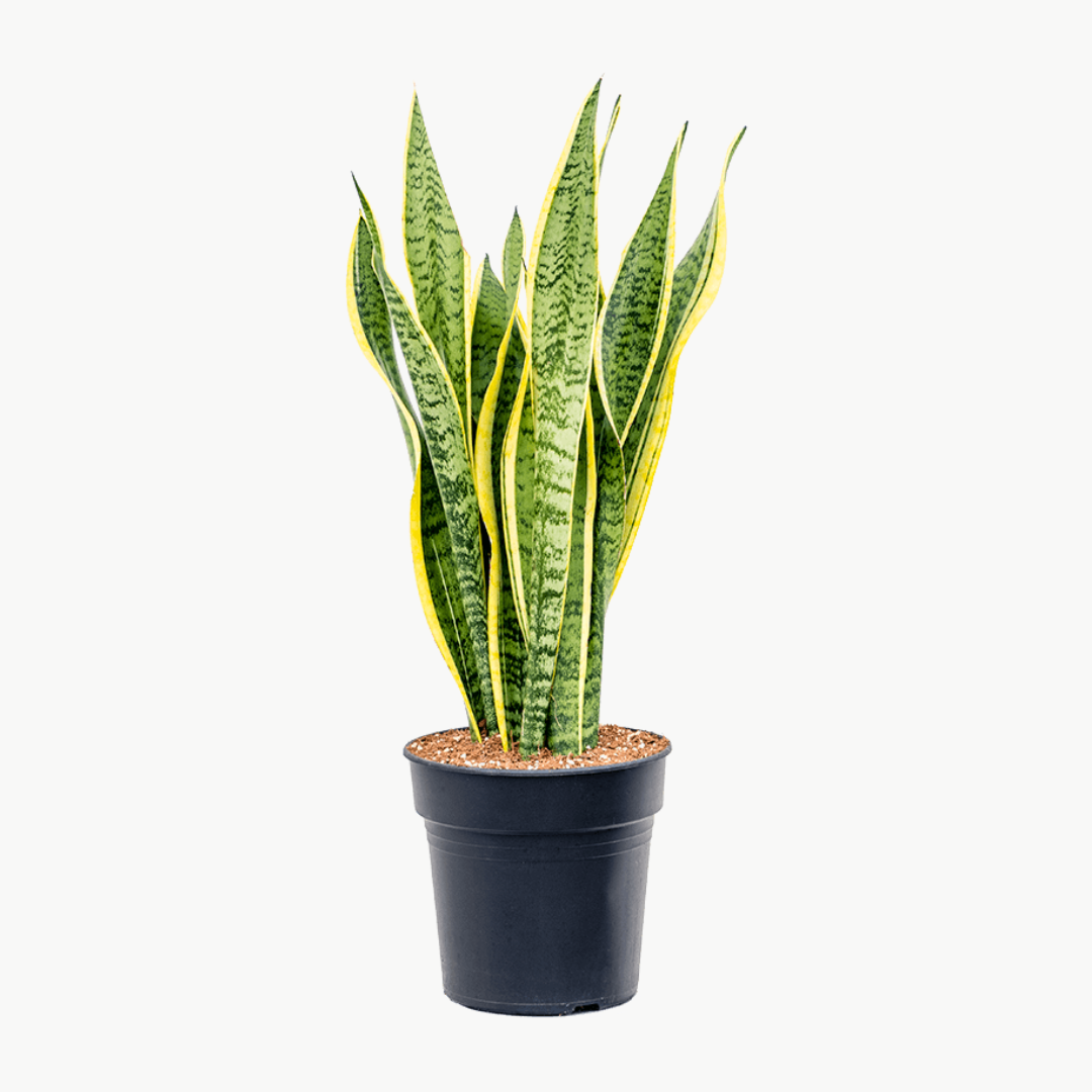 Sansevieria Trifisciata Snake Plant Charmygreen