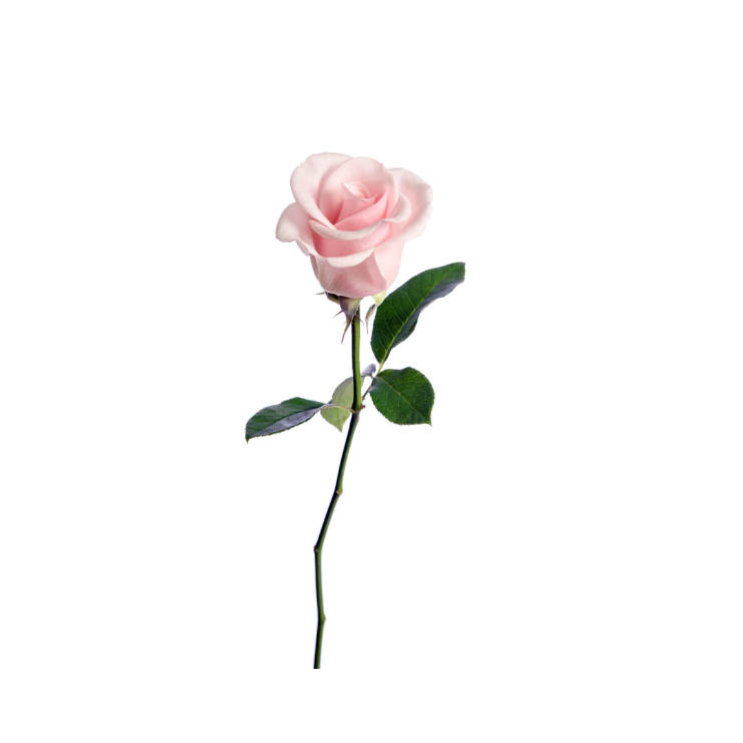 Long Stem Pink Rose