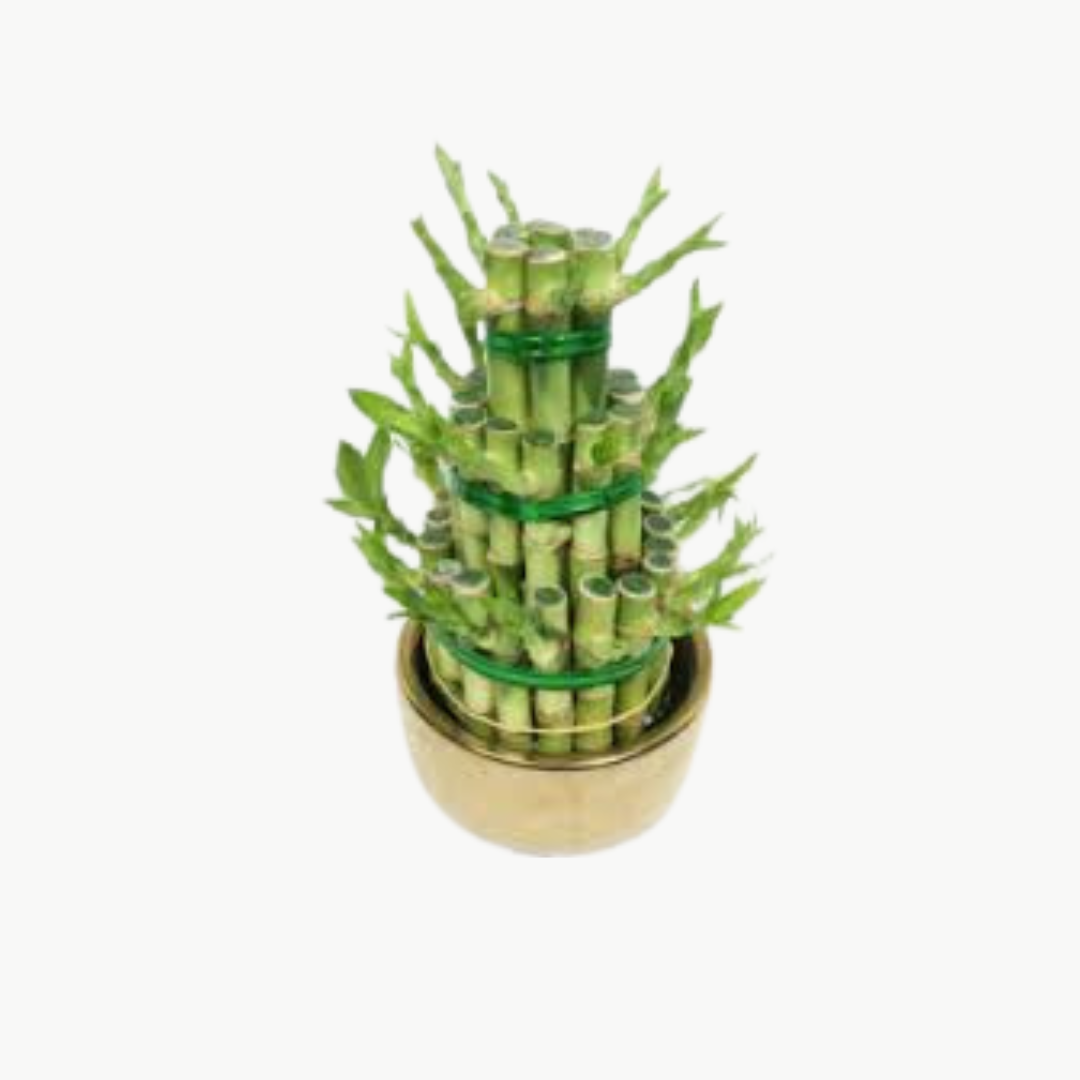 Lucky Bamboo Hydroponic Indoor Fresh Plant (Feng Shui Plant)