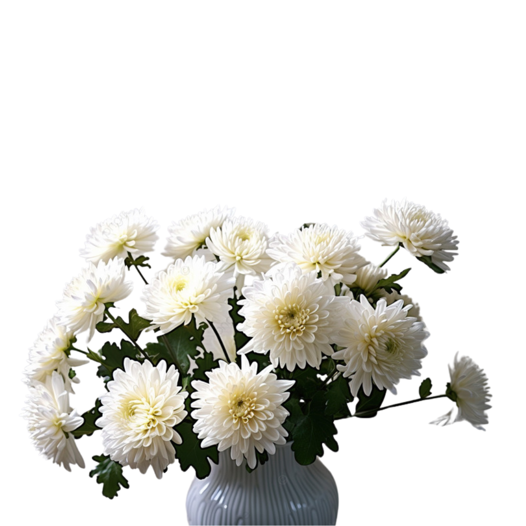 White Chrysanthemum Flowers Fresh Soft Petals